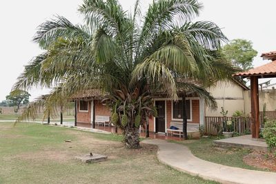 Attalea phalerata, photographed by Paul Prior