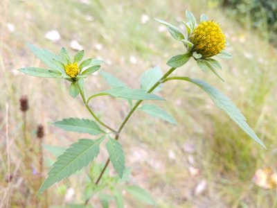 Bidens vulgata, photographed by Nathan Rauh