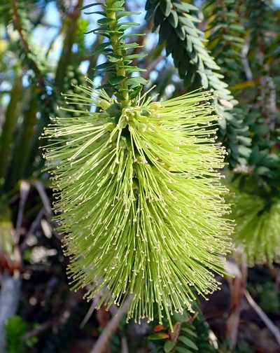 Melaleuca diosmifolia, photographed by Peter de Lange