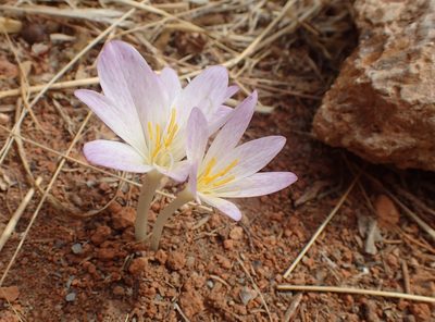 Colchicum sfikasianum, photographed by Katerina Kalogerini