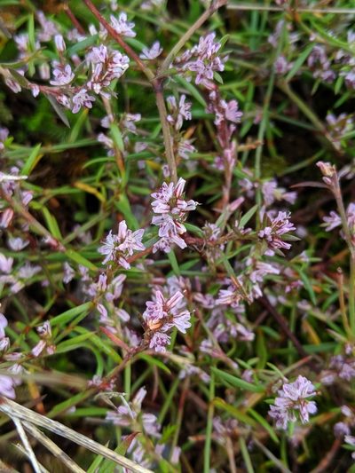 Polygonum spergulariiforme, photographed by Ben Keen