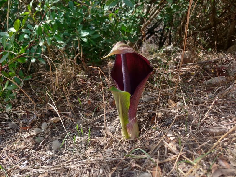 Arum pictum, photographed by Davide Puddu