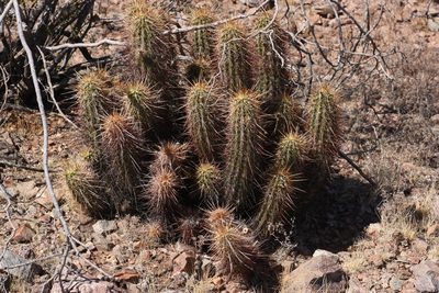 Echinocereus engelmannii, photographed by Andrew Meeds
