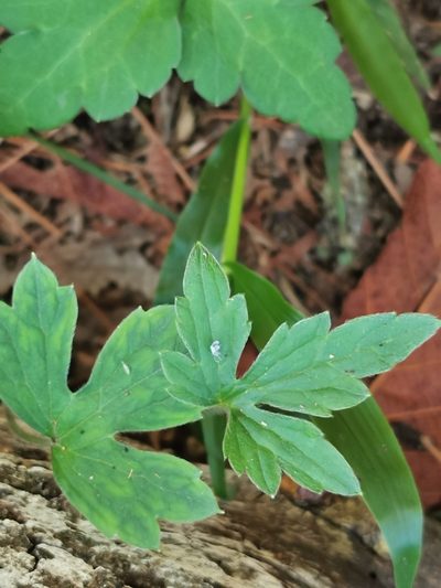 Ranunculus sierrae-orientalis, photographed by Adriana Nelly Correa Sandoval