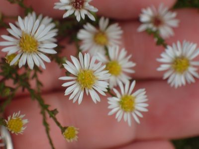 Symphyotrichum racemosum, photographed by John Baur