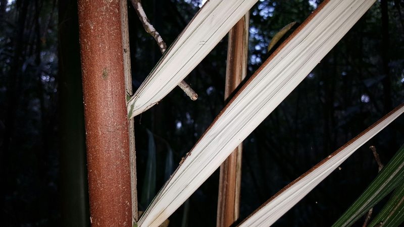 Ravenea hypoleuca, photographed by Romer N. Rabarijaona
