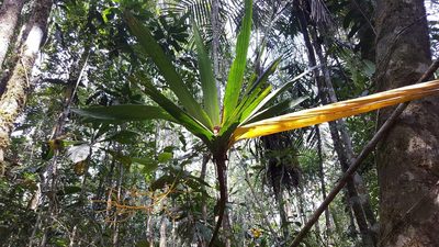 Dypsis dracaenoides, photographed by Romer N. Rabarijaona