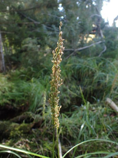 Glyceria obtusa, photographed by bobkennedy