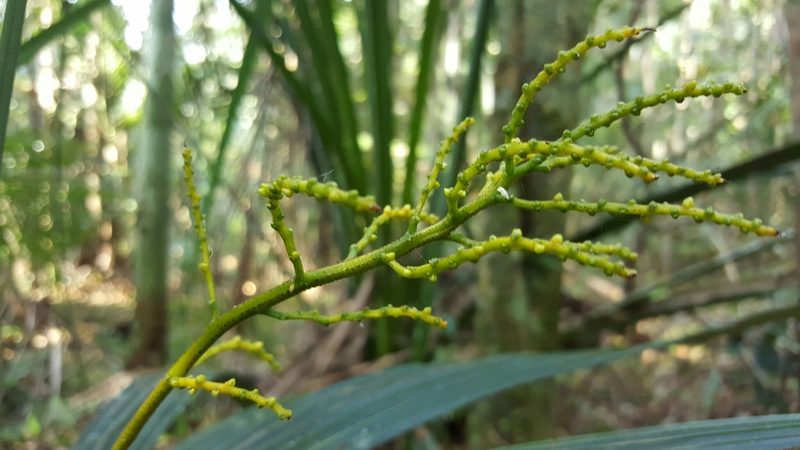 Dypsis dracaenoides, photographed by Romer N. Rabarijaona
