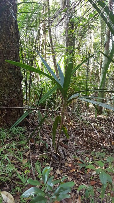 Dypsis dracaenoides, photographed by Romer N. Rabarijaona