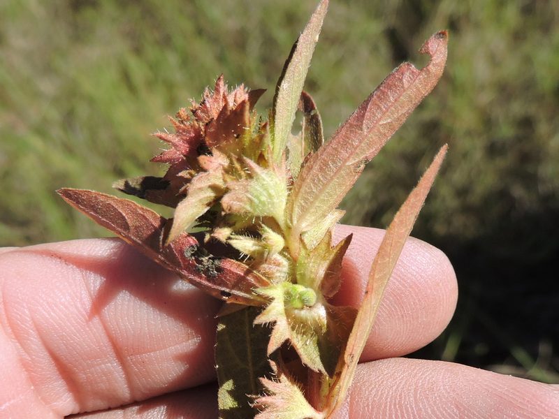 Acalypha monococca, photographed by Sam Kieschnick