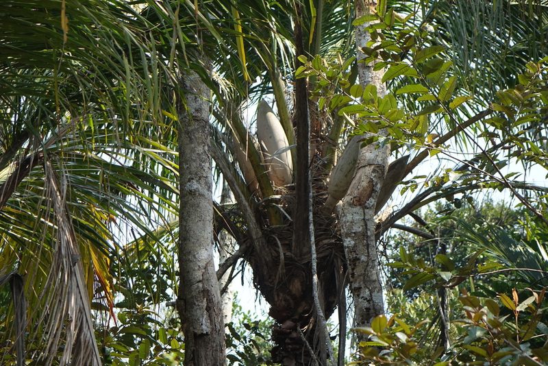 Beccariophoenix madagascariensis, photographed by Romer N. Rabarijaona