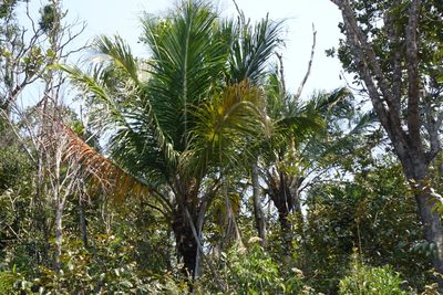 Beccariophoenix madagascariensis, photographed by Romer N. Rabarijaona