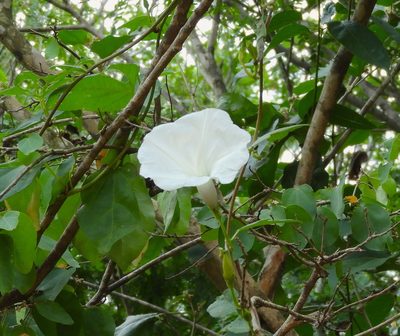 Ipomoea scopulorum, photographed by Francisco Farriols Sarabia
