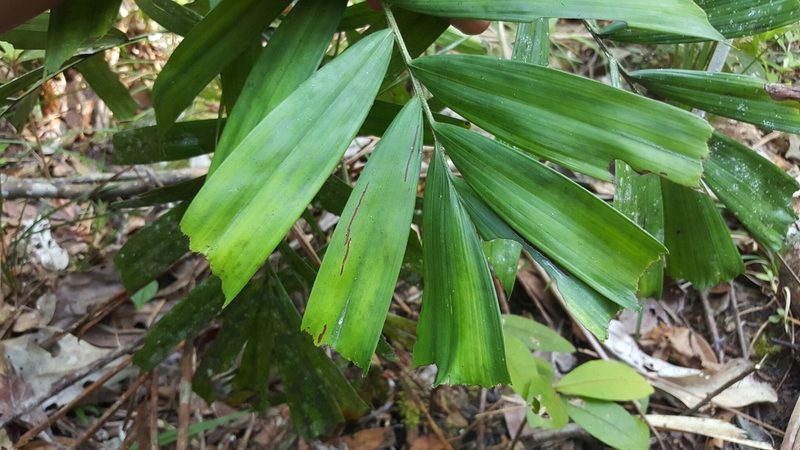 Dypsis gronophyllum, photographed by Romer N. Rabarijaona