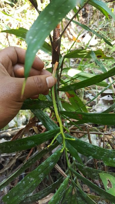 Dypsis gronophyllum, photographed by Romer N. Rabarijaona