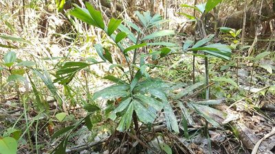 Dypsis gronophyllum, photographed by Romer N. Rabarijaona
