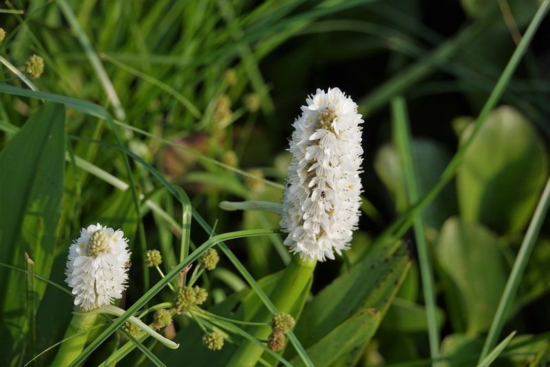 Pontederia reflexa, photographed by Paul Prior