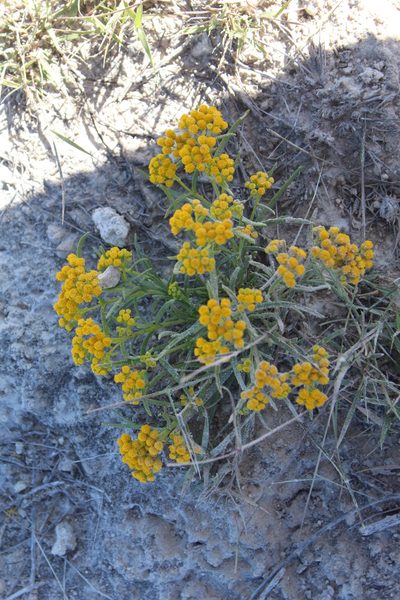 Sartwellia mexicana, photographed by Rafael Torres