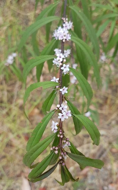 Myoporum bateae, photographed by Vale Jenny Conolly