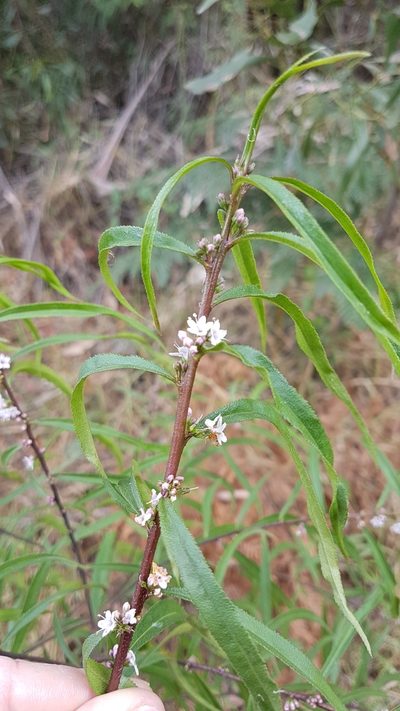 Myoporum bateae, photographed by Vale Jenny Conolly