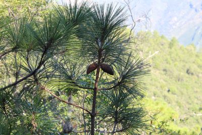 Pinus pseudostrobus, photographed by Rafael Torres