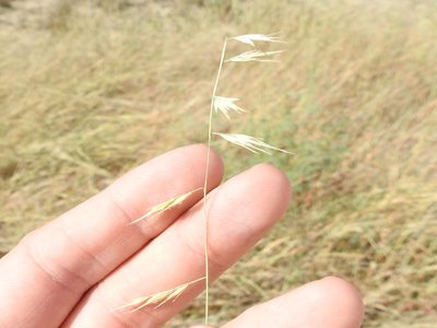 Bouteloua repens, photographed by Sam Kieschnick