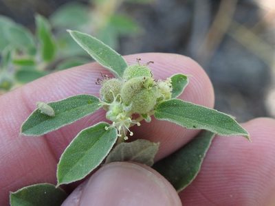 Croton leucophyllus, photographed by Sam Kieschnick