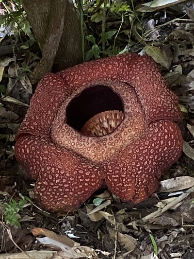 Rafflesia keithii, photographed by tlaloc27