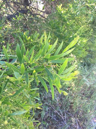 Acacia rostellifera, photographed by Samuel Brown