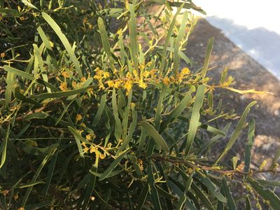 Acacia rostellifera, photographed by Samuel Brown