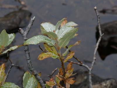 Salix commutata, photographed by Jacy Chen