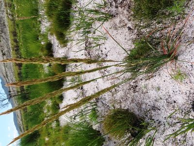 Festuca scabra, photographed by linkie