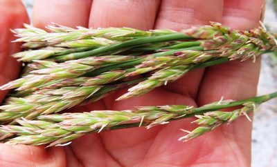Festuca scabra, photographed by linkie