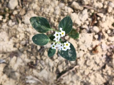 Heliotropium dolosum, photographed by Claude Kolwelter
