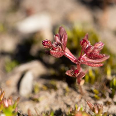 Crassula closiana, photographed by Kym Nicolson