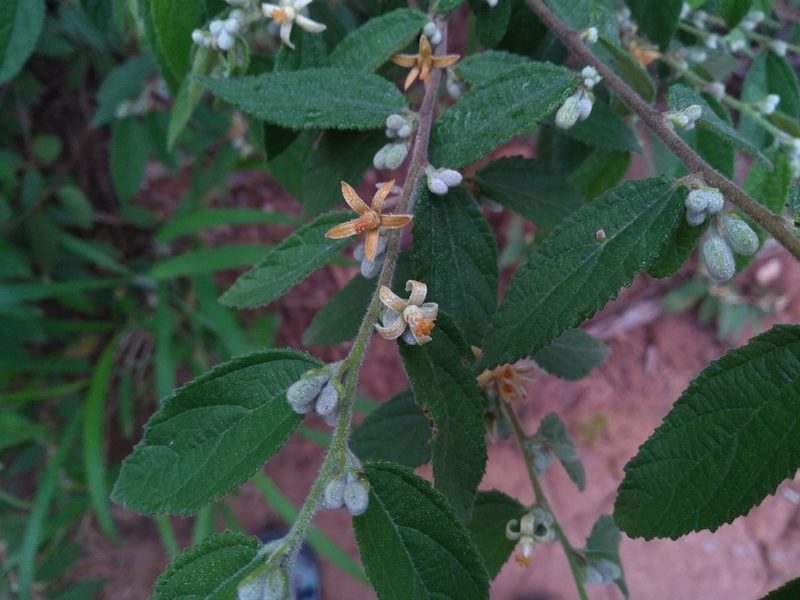 Grewia hirsuta, photographed by Mittal Gala