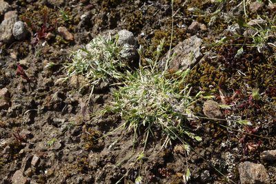 Poa maniototo, photographed by John Barkla