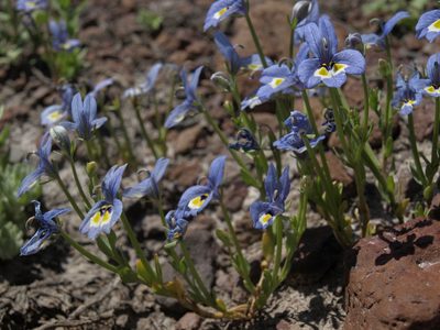 Downingia insignis, photographed by Jim Morefield
