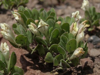 Scutellaria nana, photographed by Jim Morefield