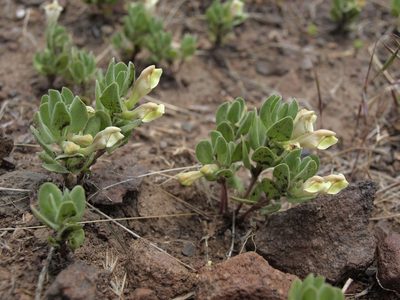 Scutellaria nana, photographed by Jim Morefield