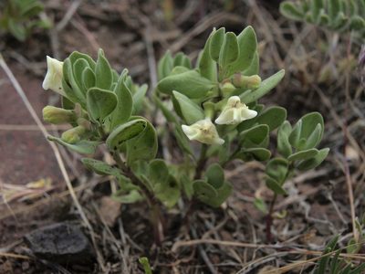 Scutellaria nana, photographed by Jim Morefield