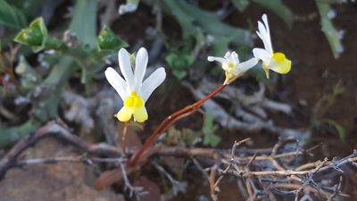 Nemesia anisocarpa, photographed by Tim Kirsten