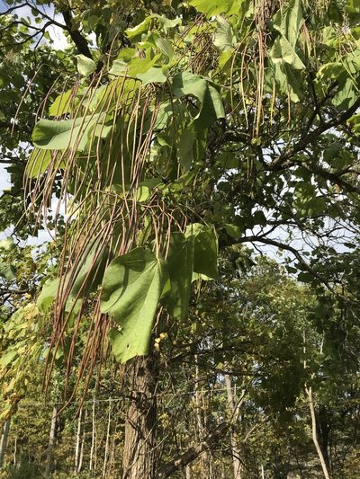 Catalpa ovata, photographed by Kenneth Burdick