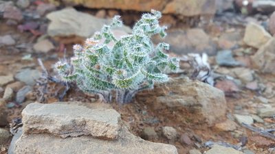 Gethyllis villosa, photographed by Tim Kirsten