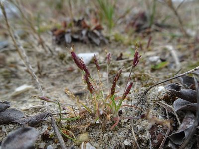 Mibora minima, photographed by Robert H. Wardell