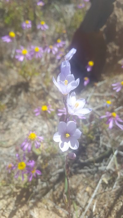 Ixia marginifolia, photographed by Tim Kirsten