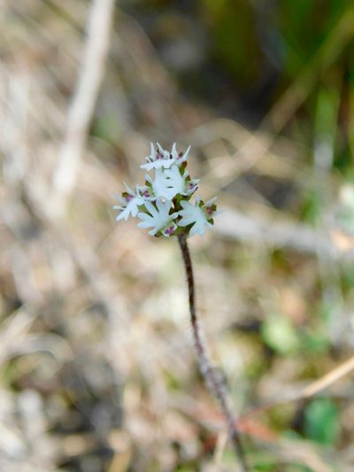 Holothrix mundii, photographed by Rebecca Ryen-Stols
