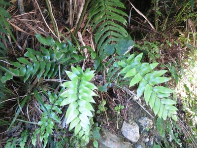 Asplenium lepidotum, photographed by Alice Shanks