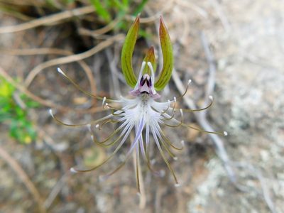Holothrix etheliae, photographed by Rebecca Ryen-Stols